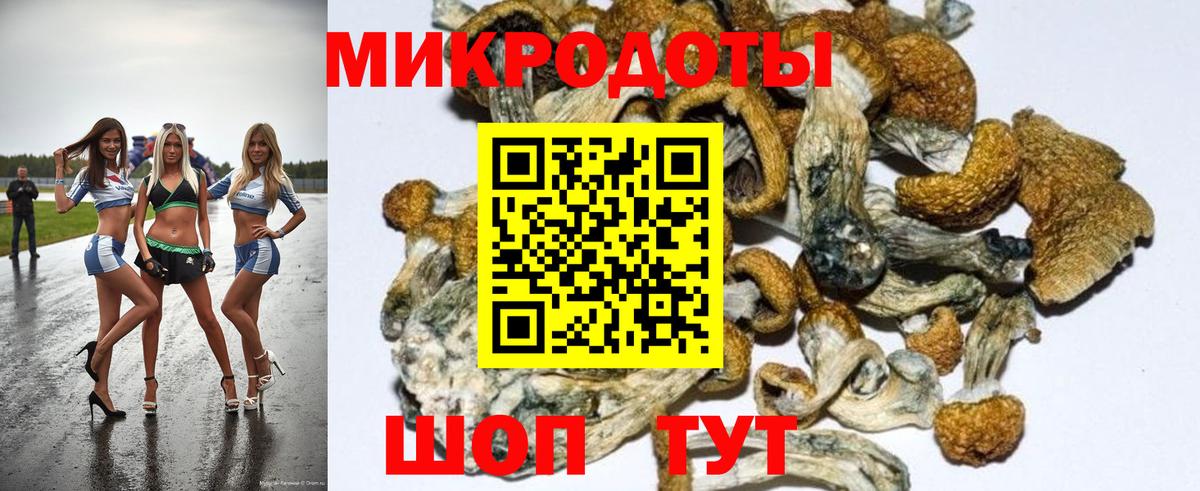 Галлюциногенные грибы прущие грибы  Аргун  Псилоцибиновые грибы Psilocybe 