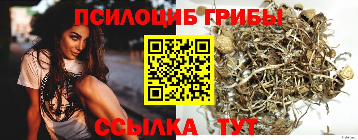 купить   Псилоцибиновые грибы Magic Shrooms  Вход с VPN  Аргун 